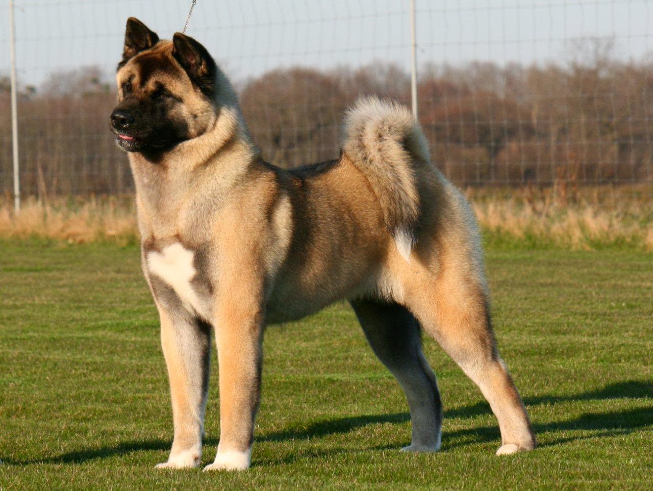 Akita